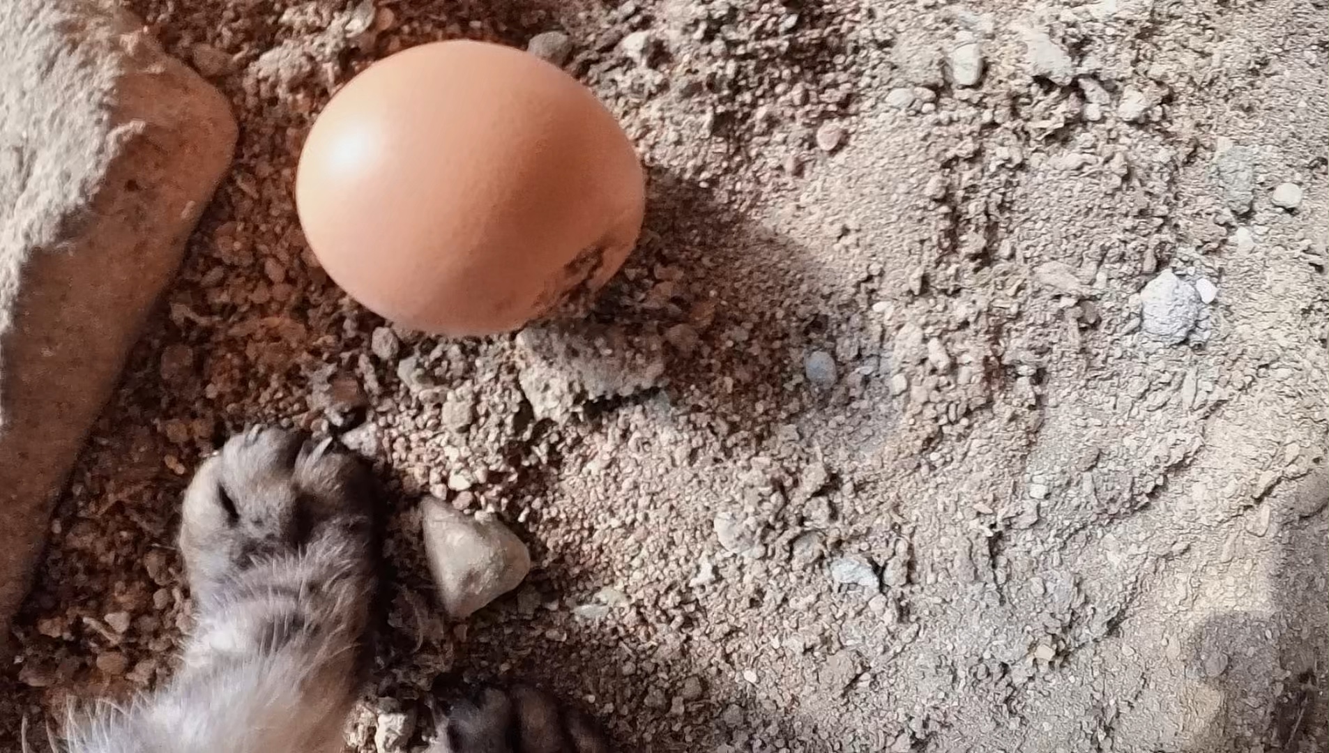 我家猫没事去鸡棚里拿鸡蛋吃，动作很熟练