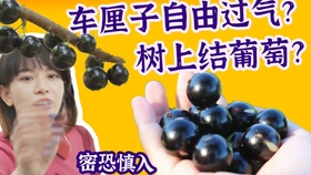 密集恐惧症是怎么发生的 640b410d407ac8b28491cea07ed0be5eddb45158.jpg@280w_158h_1c_100q.jpg