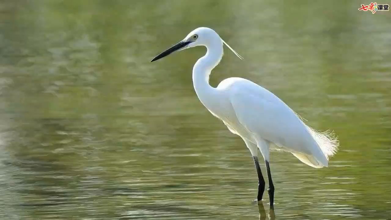五年级上册课文【背诵】