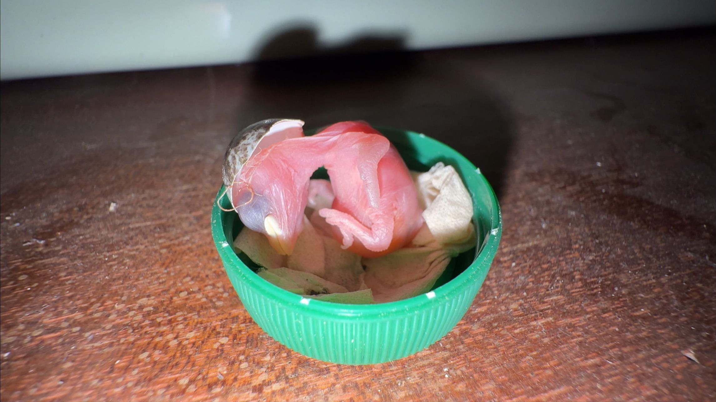 出壳头顶帽子，挺有个性