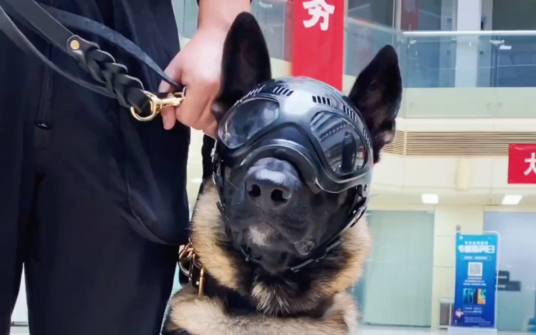 普通狗会认为警犬是警察吗？
