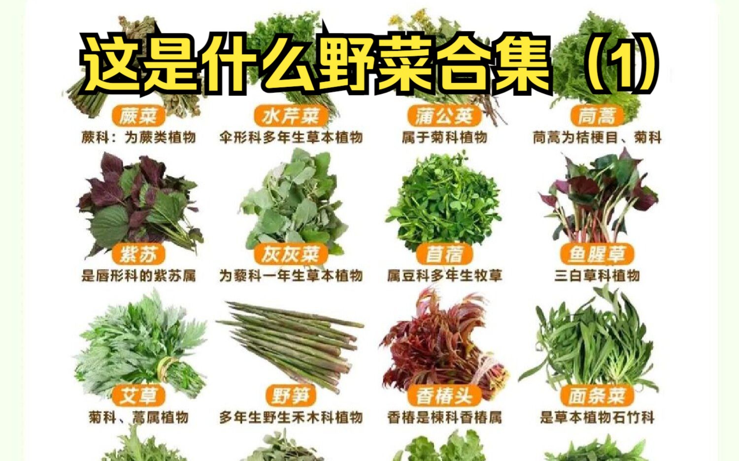 这是什么野菜之美味野菜和有毒植物合集（1）