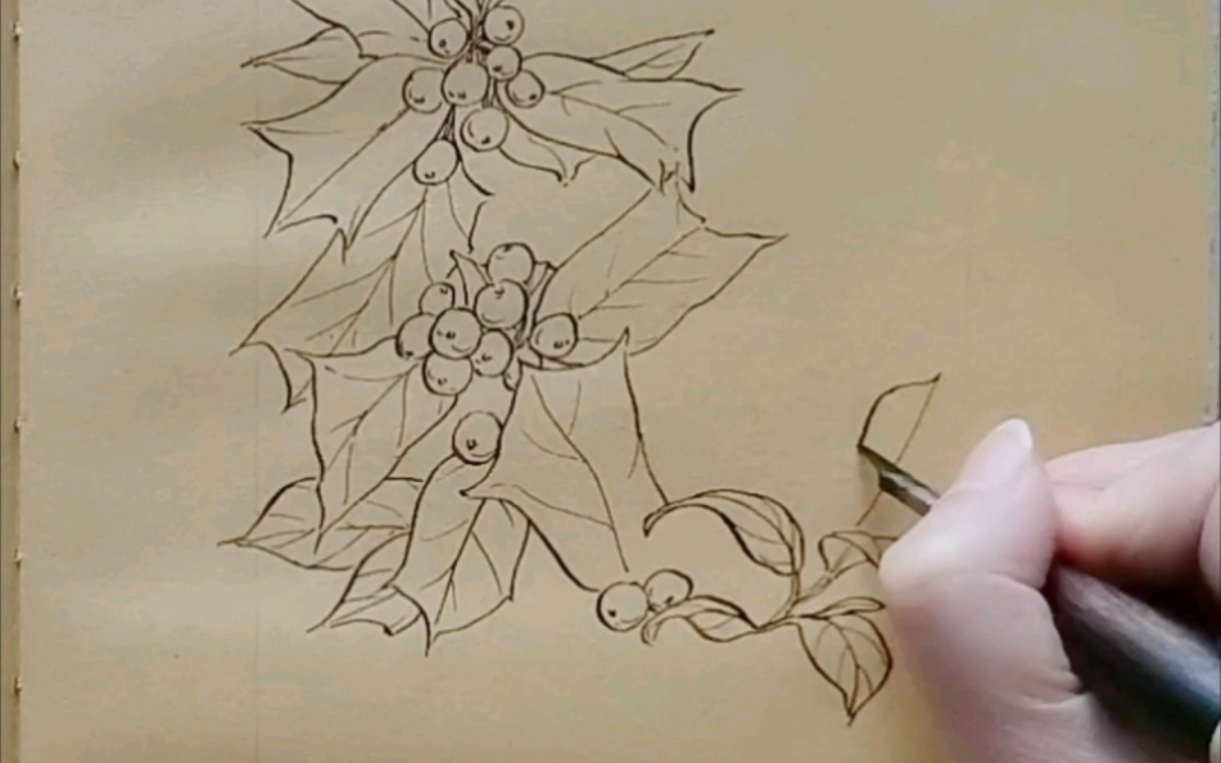 日常蘸水笔花卉速写+第572天