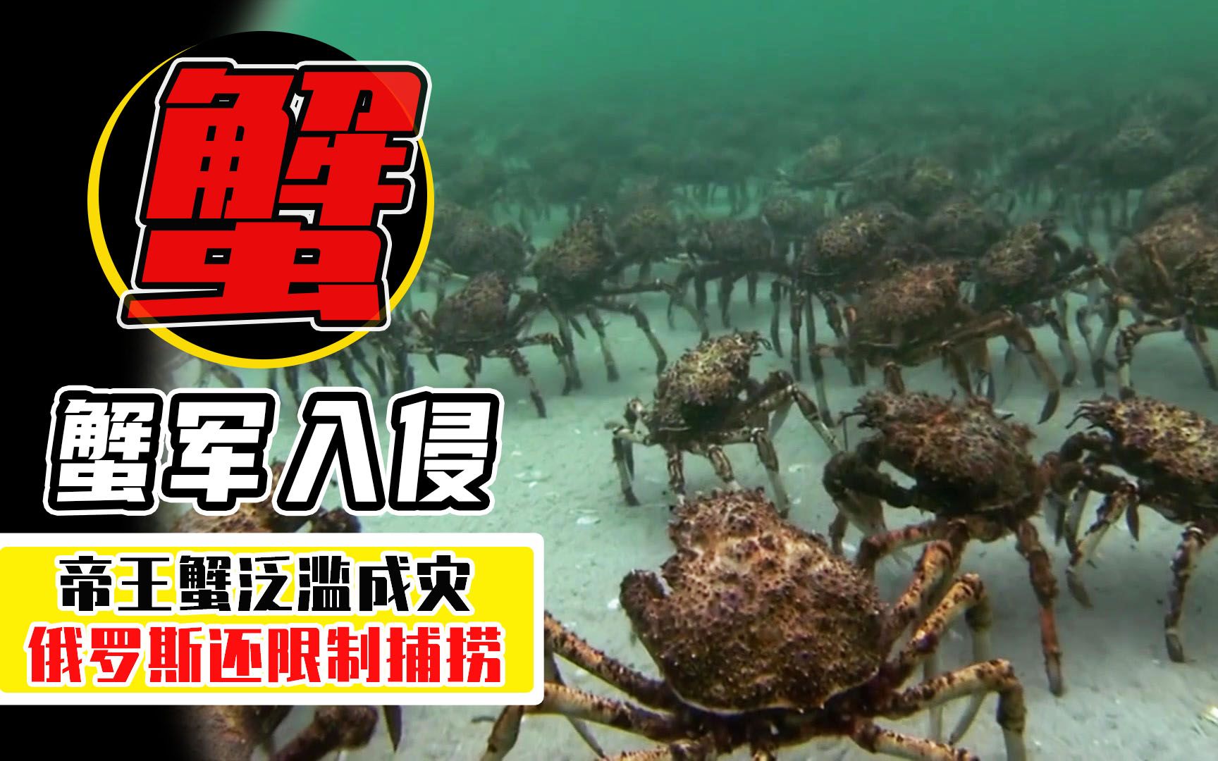 5000万帝王蟹海底泛滥，每吃一只帝王蟹，就是在拯救地球？