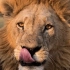 【1080P】狮子捕猎镜头，狮子VS水牛、斑马等