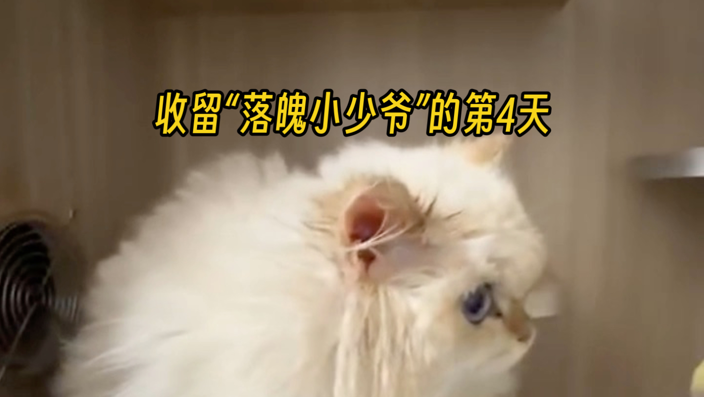 收留“落魄小少爷”的第4天