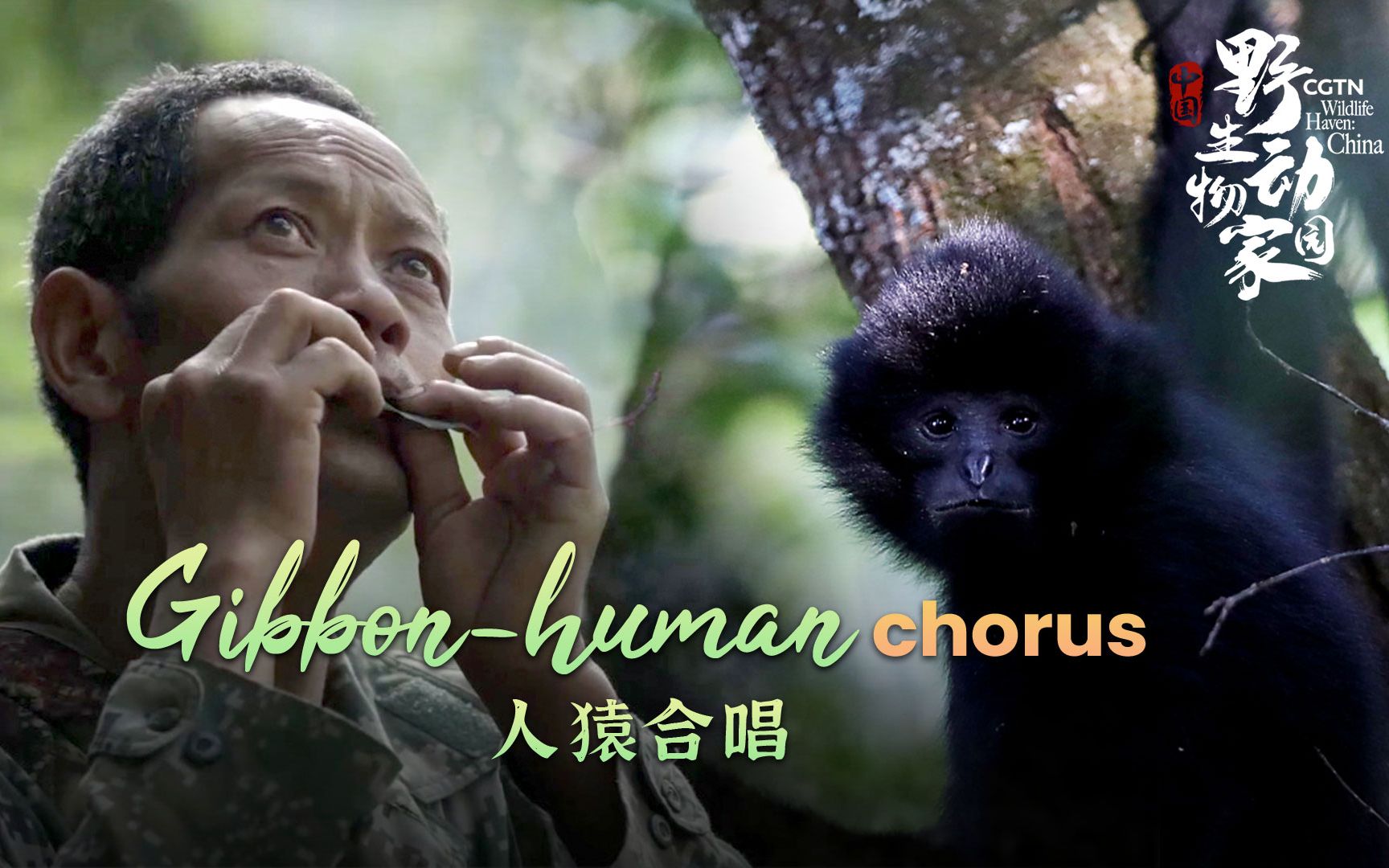 CGTN8K纪录片《中国：野生动物家园》碎剪片段8：人猿合唱