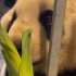 大熊猫毛笋试吃大葱完整版！