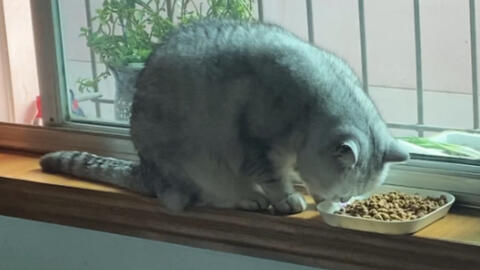 64b663392f5512111c3b8513fccb9fc3df66c788.jpg@480w_270h_1c