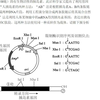 基因工程第三道  详解析 高三好题