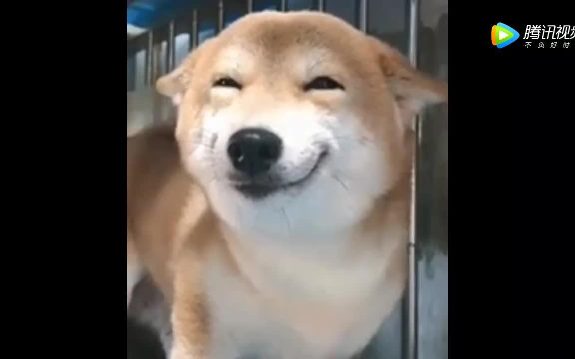 微笑狗有毒!啊哈哈哈哈哈哈哈哈!边看边笑!遭不住哈哈