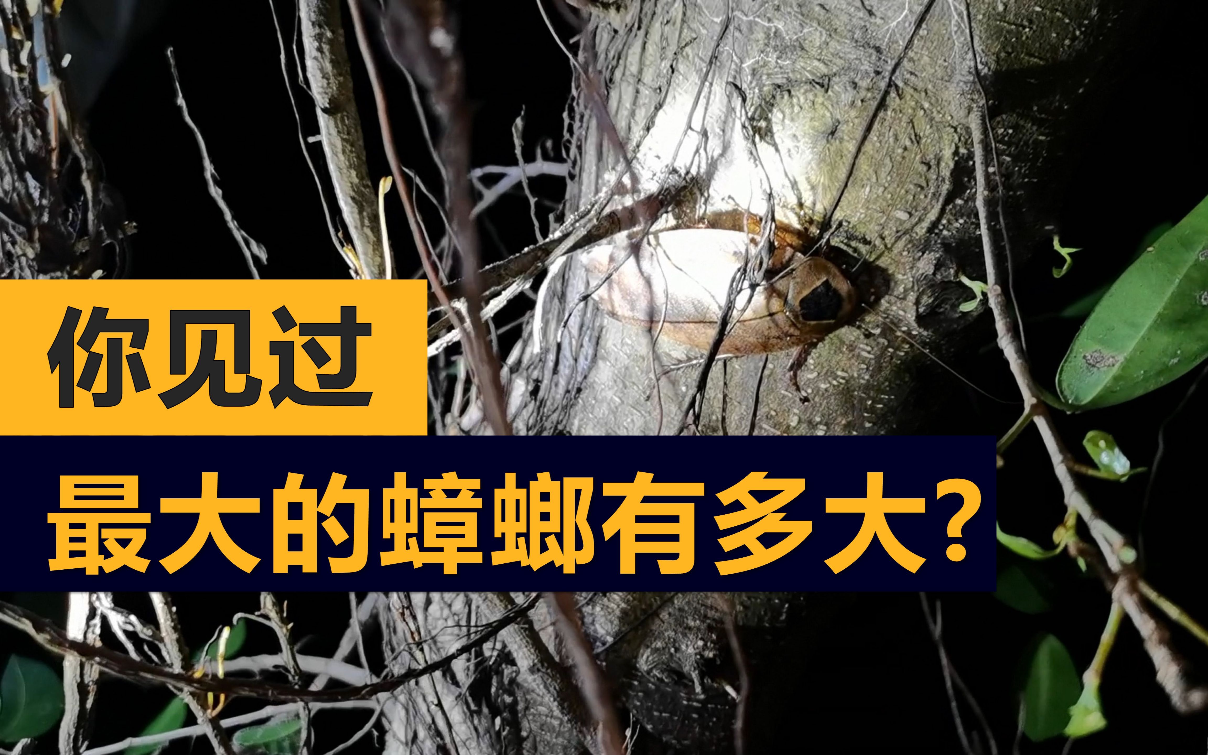 国内最大的蟑螂（广州中银大厦，除外）长啥样？