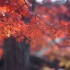[A7S3]苏州的秋 - 枫叶与银杏 红与黄的世界