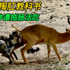 野狗掏肛活吃羚羊，把羚羊肠子拽出很长一段，野狗真是掏肛专家