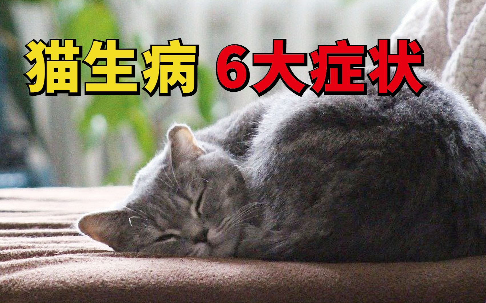 如何快速判断猫咪是否生病猫咪生病常见症状和表现