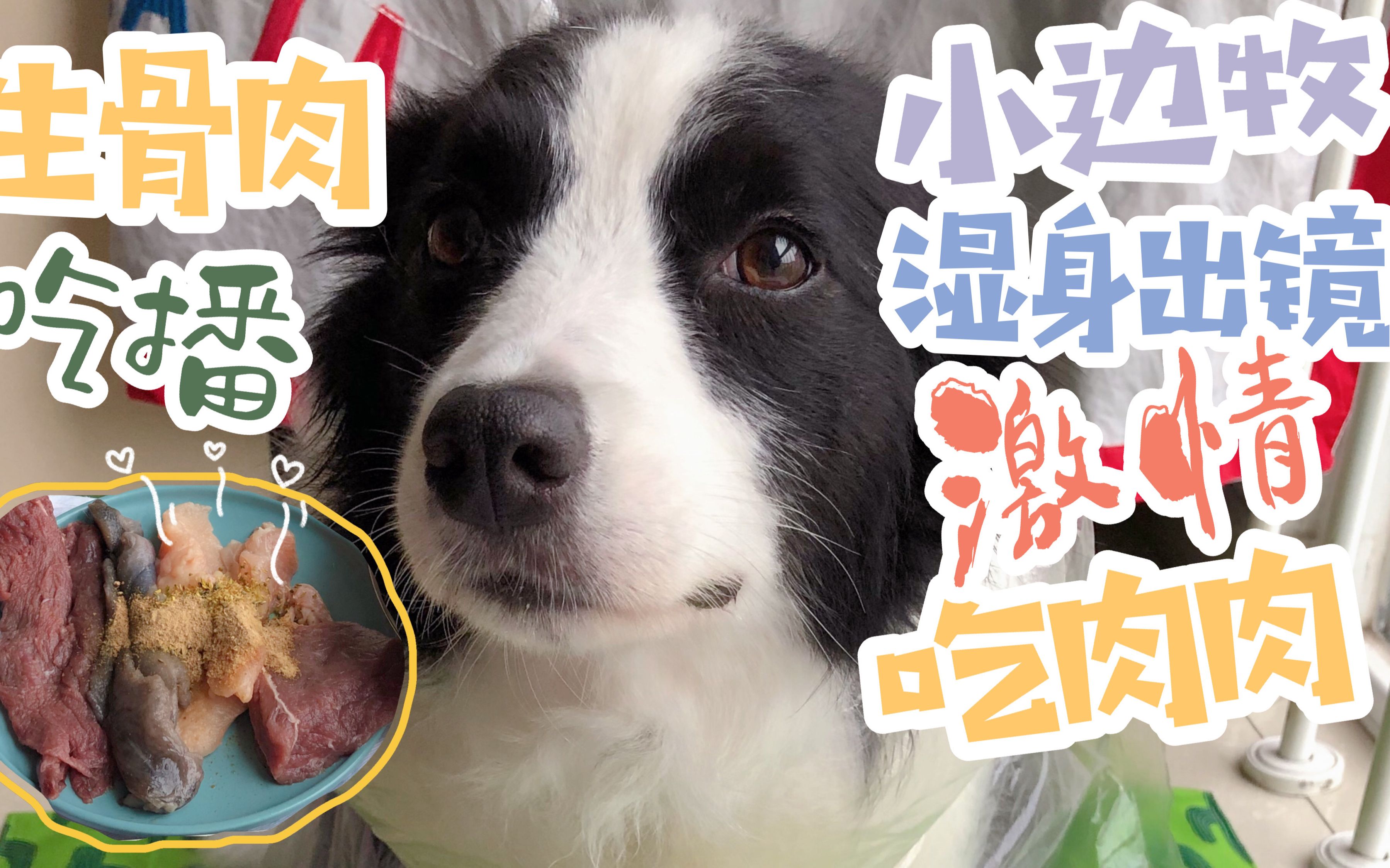 【边境牧羊犬】出浴半湿身出镜