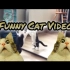 有趣的猫视频