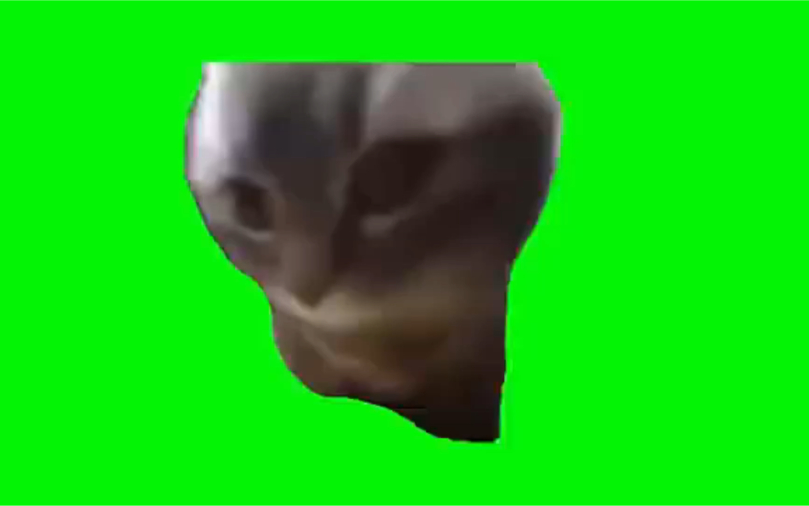 《meme猫绿幕素材》