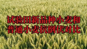 653533687864bb2ef8772e713e018e26732cc469.jpg@280w_158h_1c_100q.jpg