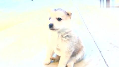 狗狗叫声可爱视频 6545b7b3e4fdd99bcb2f22d11b60503f7fa49e40.jpg@480w_270h_1c