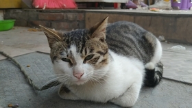 有什么办法让猫睡觉 655b2d8fdb3b45e53951ffabee199744803b12e6.jpg@280w_158h_1c_100q.jpg