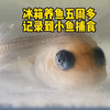 冰箱养鱼五周多，记录到小鱼捕食