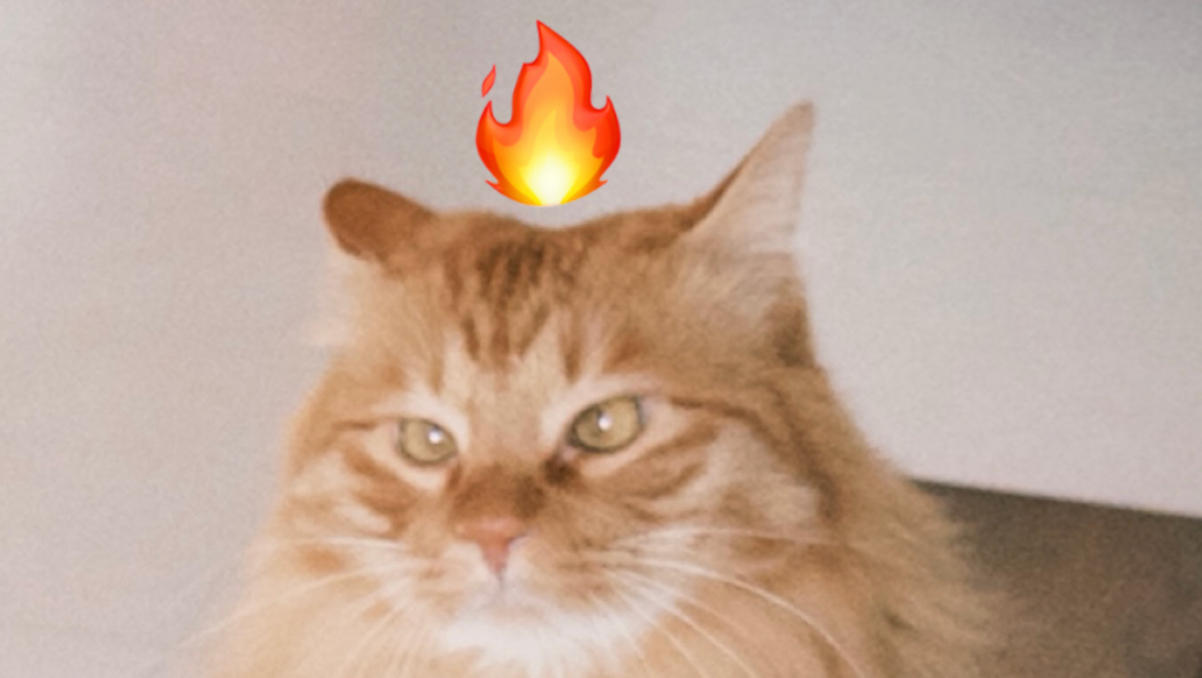 怀孕生子就不要猫了？