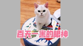 怎么测小猫有没有病 65726f4478e98fddfccbf1bba1feaed476757603.jpg@280w_158h_1c_100q.jpg
