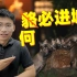 【王放】上海为什么会出现貉？野生动物也会城市化？