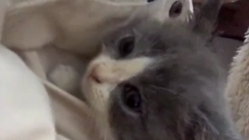 喵姐姐抖音 65793d0cb9f85aa8db7624bdc950f1e180e267c8.jpg@280w_158h_1c_100q.jpg