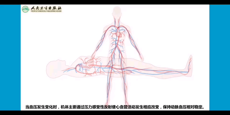 【生理学】压力感受性反射
