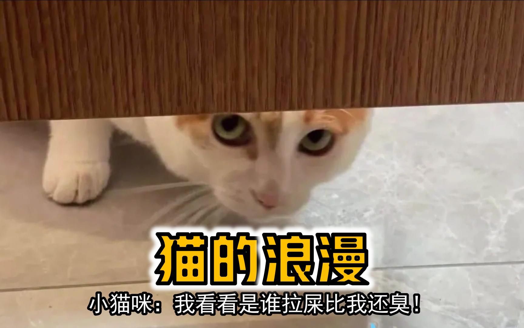 【每日一囧】两只猫的浪漫至死,初见很美好,结局很草率|猫猫村长