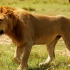 4k高清摄影：塞伦盖提狮群捕杀斑马