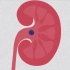 [英文字幕] 肾结石是什么？What is kidney stone?