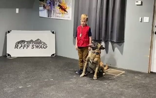 专业护卫犬模拟演练：保护一位7岁小孩