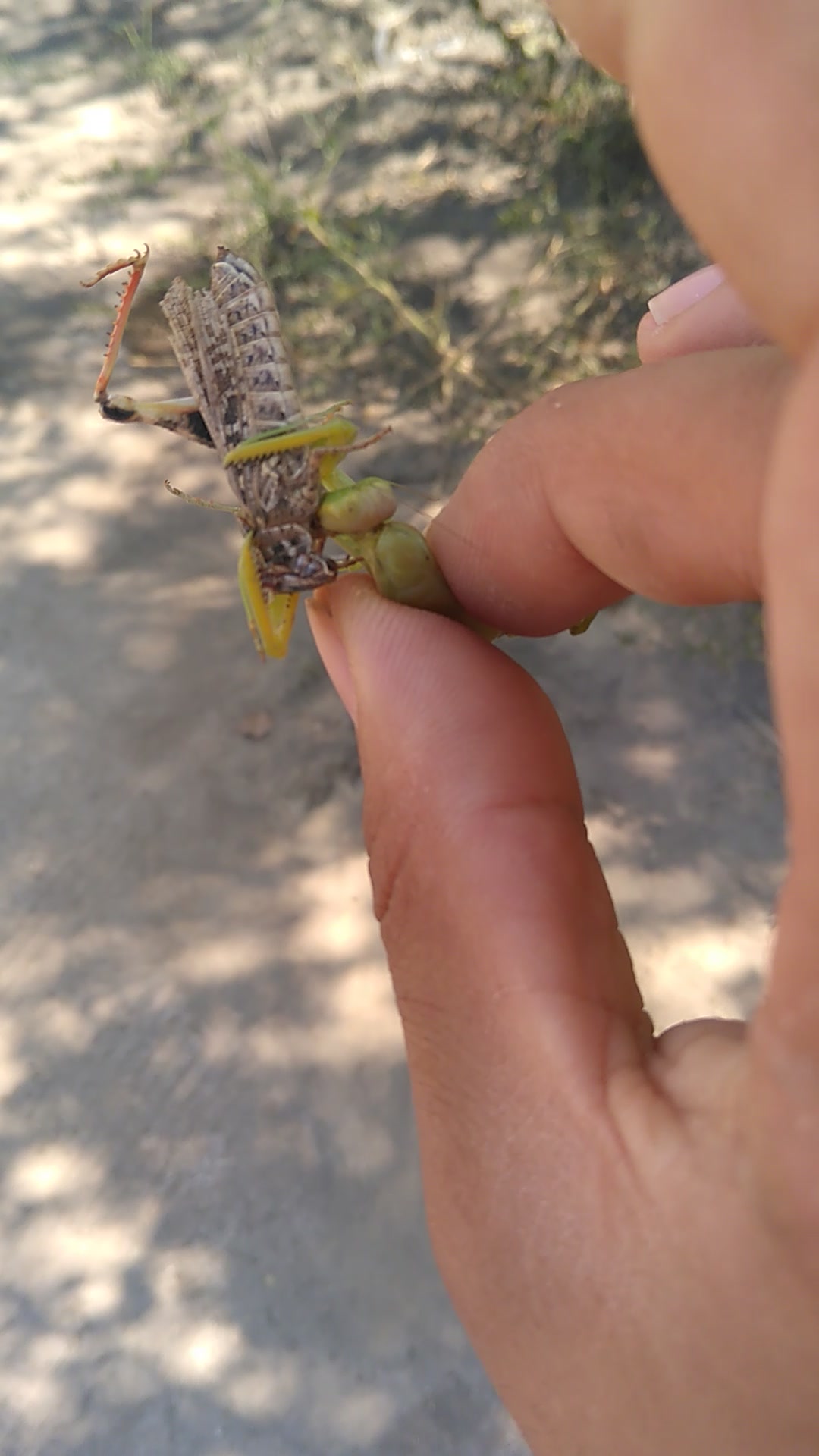 动物--可怜的蚂蚱被刀郎吃了