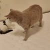 猫界霸凌，强烈谴责