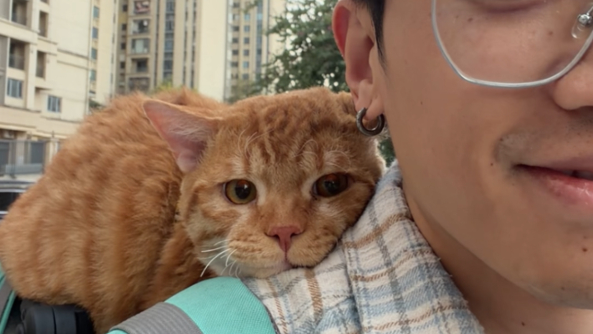 我有一只很好很好的小猫