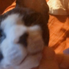 【Eleven日常】无毛猫eleven就爱早上和麻麻贴贴