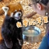 日本动物园 小熊猫 附外网评论