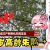 【泽音】陕西17岁高龄朱鹮孵下宝宝👀这下17岁音音真成高龄鸟了