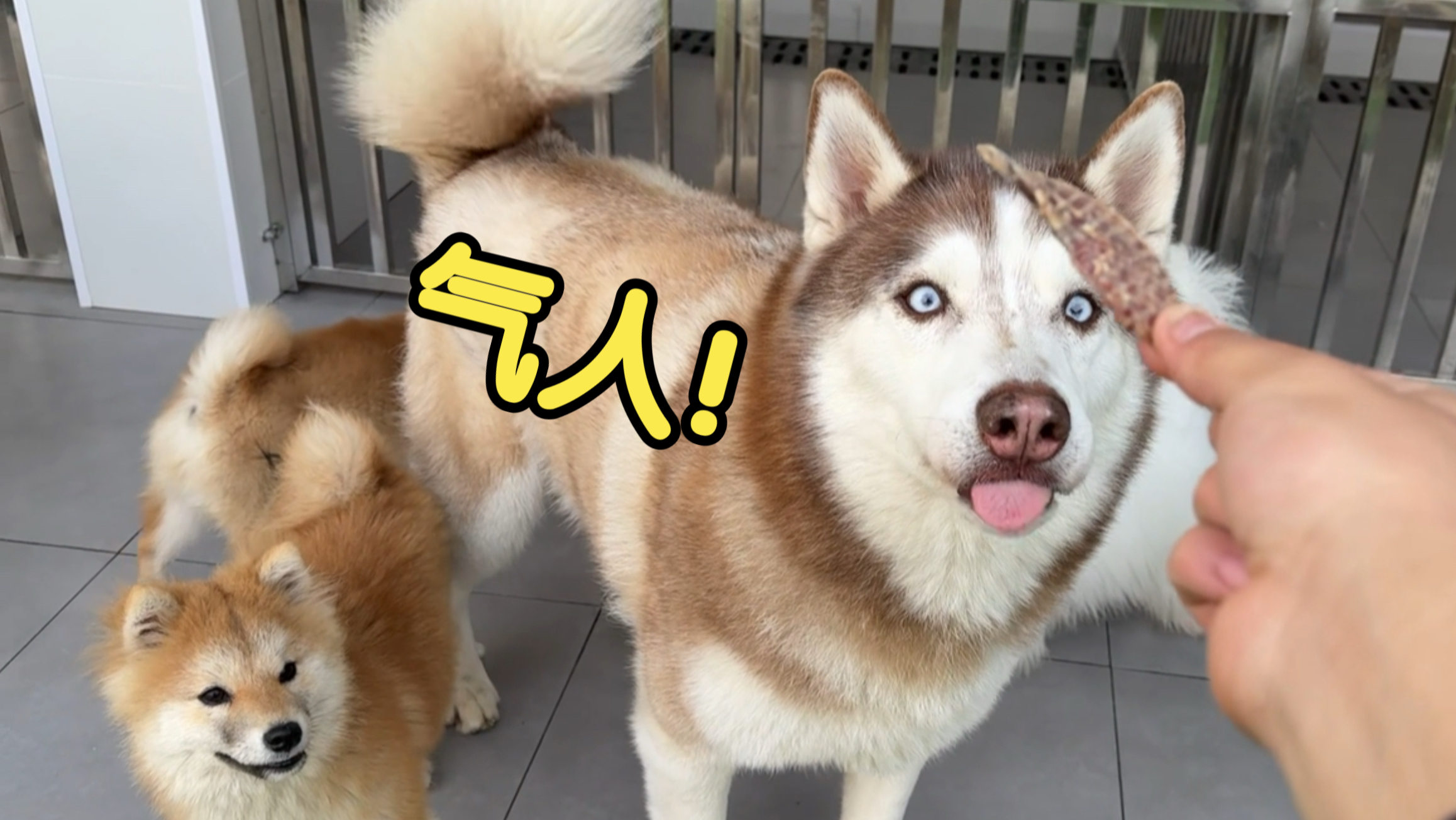 高智商柴犬被学校劝退，背后的原因……