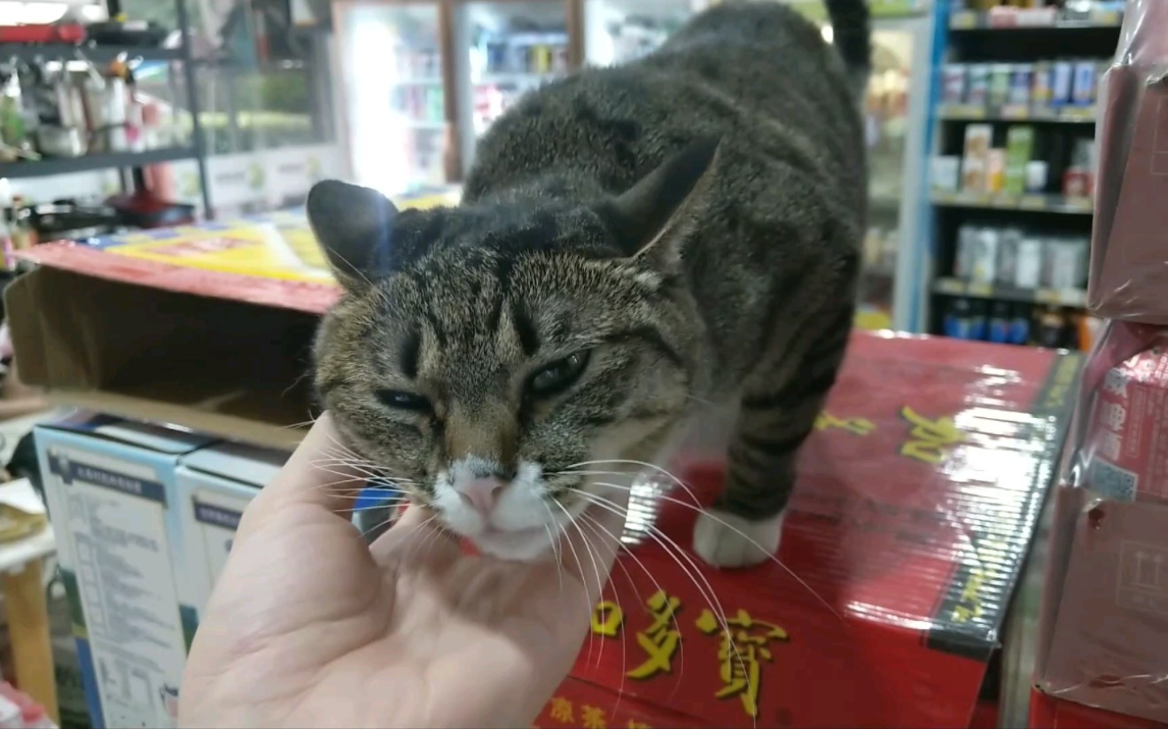 当你在小卖部里发现一只猫猫，你就走不动道了-ゆれ啊飘-ゆれ啊飘-哔哩哔哩视频