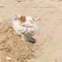 在海边享受沙浴的猫