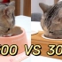 看了300多块的猫碗，还叫我怎么用30块的猫碗！