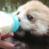 [超近特写]吃瓶瓶奶的小熊猫