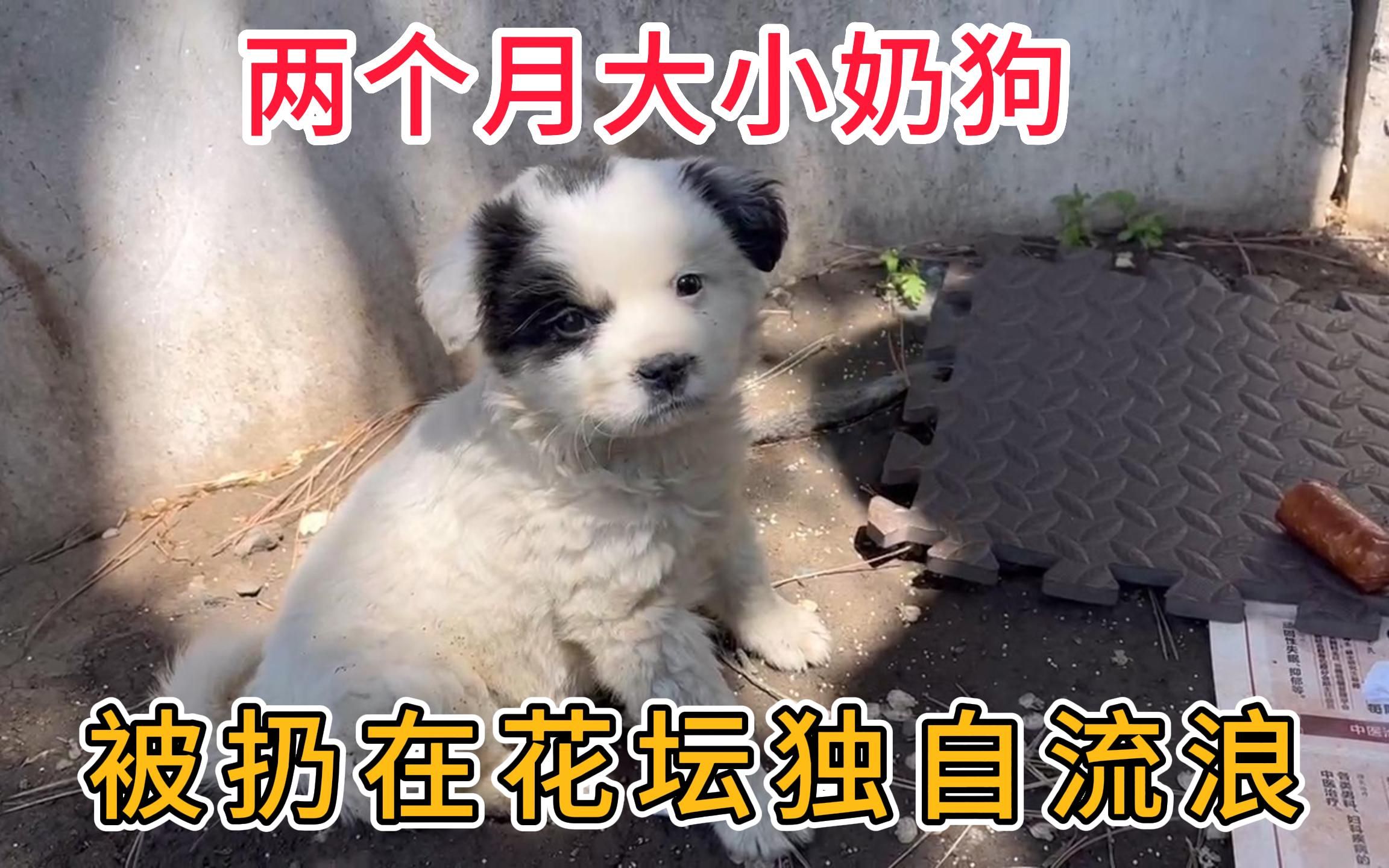 两个月小奶狗，被扔在寺院花坛独自流浪，狗狗可怜样子让人心疼！