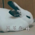 【兔兔】如何叫醒一只瞌睡兔