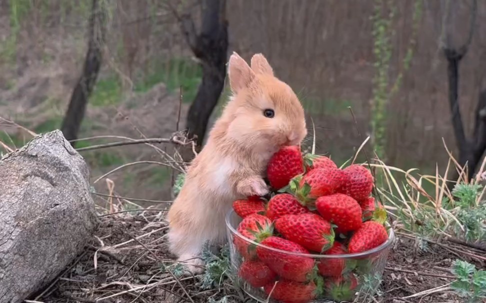 兔兔：我要把这一碗草莓都吃掉！