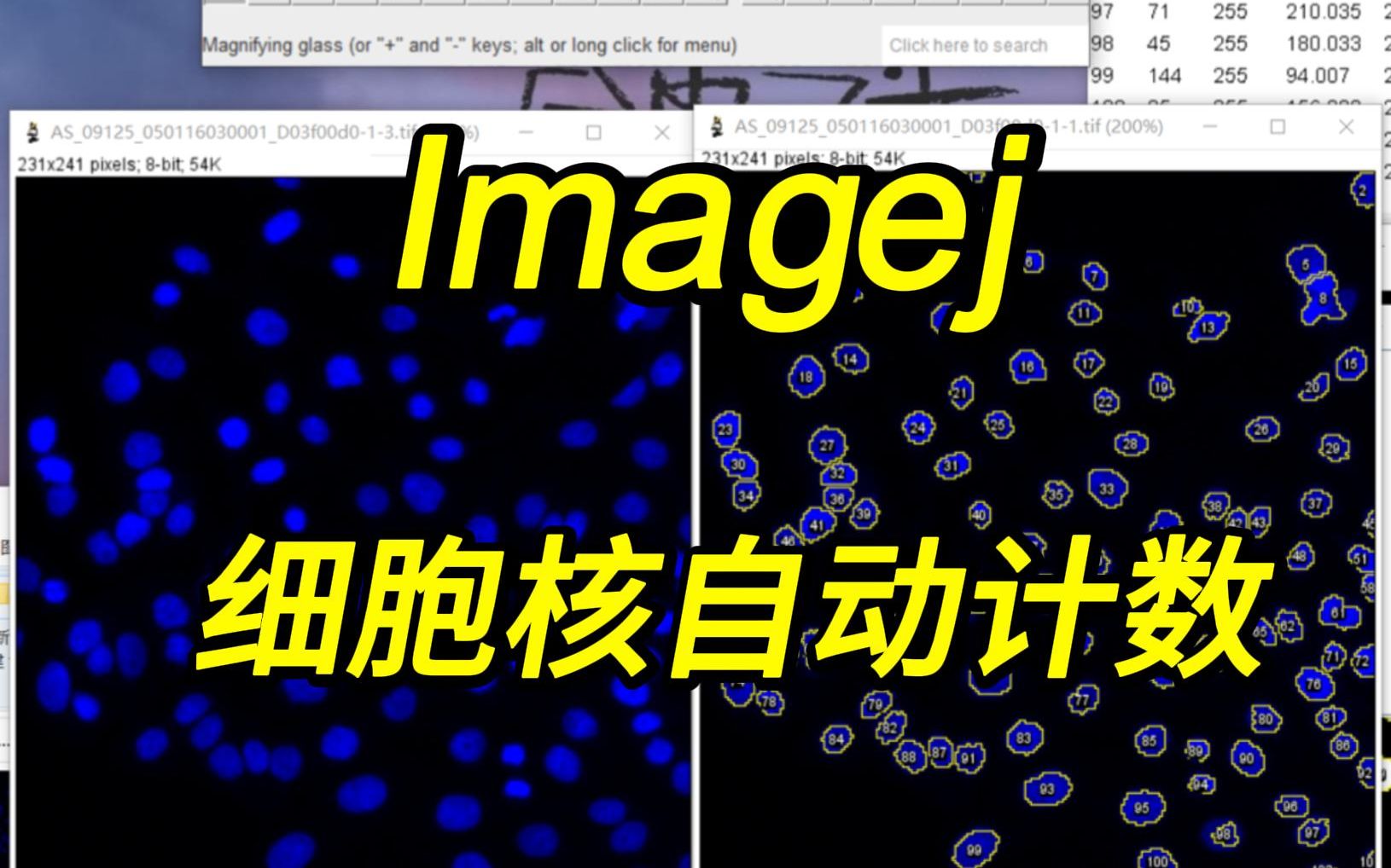 用imagej对细胞核自动计数（相似结构也行）